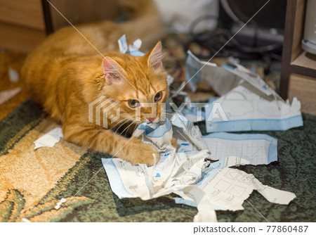 The cat plays with the torn sheets of the book. The cat plays with the torn sheets of the book. 77860487