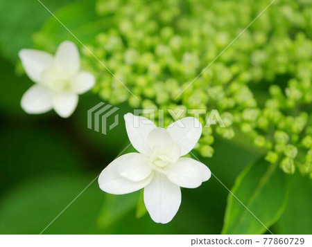繡球花3婚紗 繡球花3婚紗 77860729
