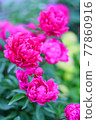 Deep pink peony that blooms brightly 77860916