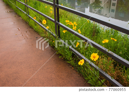 Yellow large chrysanthemum (Chrysanthemum indicum) flowers on a walking path on a rainy day, spring flowers, summer flowers Yellow large chrysanthemum (Chrysanthemum indicum) flowers on a walking path on a rainy day, spring flowers, summer flowers 77860955