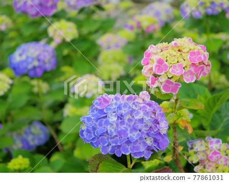 Hydrangea 9 Frau Yoshiko Hydrangea 9 Frau Yoshiko 77861031