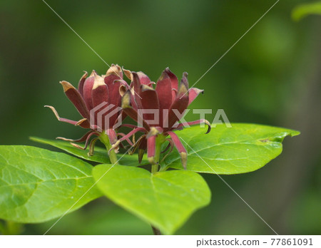 Kurobana Rubai 77861091