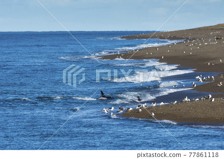 Orca hunting,  Patagonia Argentina 77861118