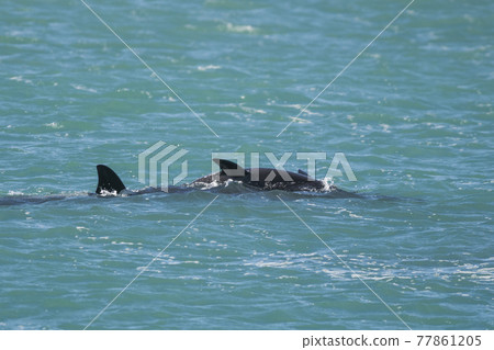 Orca Family, Patagonia Argentina Orca Family, Patagonia Argentina 77861205