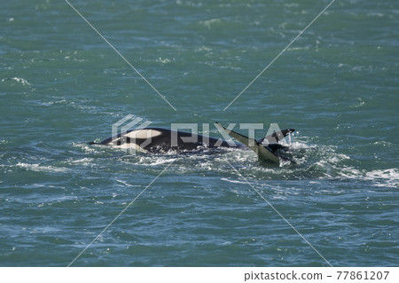 Orca Family, Patagonia Argentina Orca Family, Patagonia Argentina 77861207
