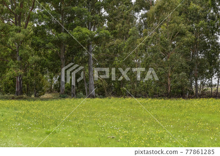 Flowery landscape, La Pampa, Argentina Flowery landscape, La Pampa, Argentina 77861285