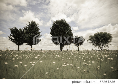 Flowery landscape, La Pampa, Argentina Flowery landscape, La Pampa, Argentina 77861286