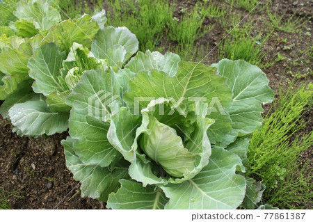 Leaves of cabbage 77861387