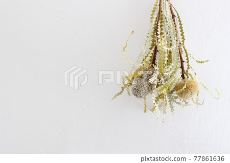 Banksia dried flowers 77861636