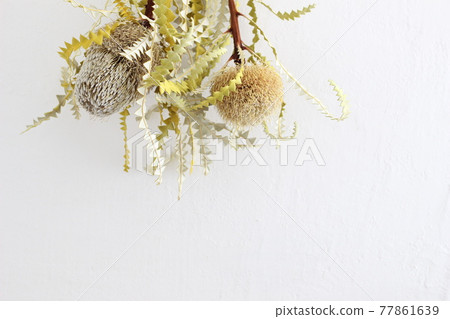 Banksia dried flowers 77861639