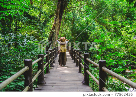 The Girl walking in the bridge and enjoying the tourism in through the mangrove forest. Waterfall Than Bok Khorani Nature The Girl walking in the bridge and enjoying the tourism in through the mangrove forest. Waterfall Than Bok Khorani Nature 77862436