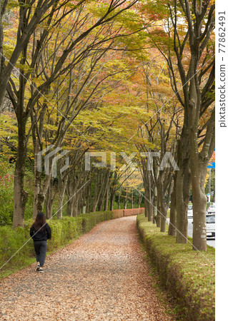 Roadside trees in a beautifully colored residential area Roadside trees in a beautifully colored residential area 77862491