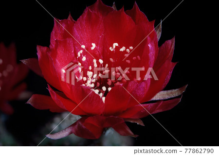 red flower of lobivia cactus agains dark background red flower of lobivia cactus agains dark background 77862790