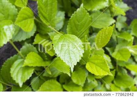 Leaves in the rain Leaves in the rain 77862842