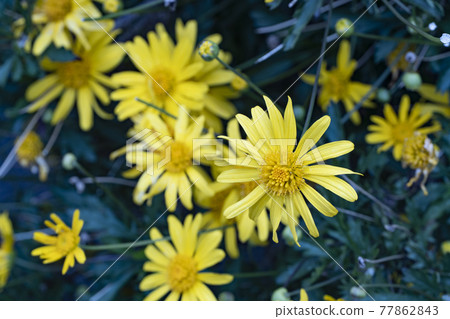 Wild chrysanthemum in full bloom Wild chrysanthemum in full bloom 77862843