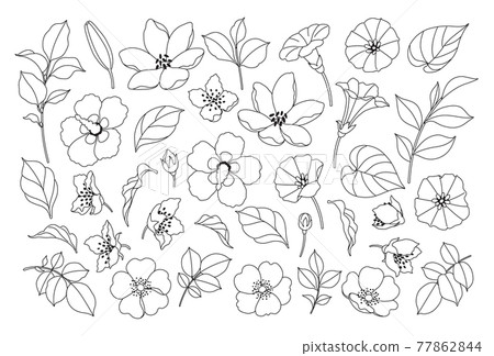 Different Flowers, Buds and Leaves Set Different Flowers, Buds and Leaves Set 77862844