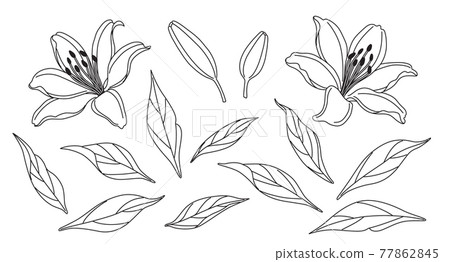 Lily Flowers and Leaves Sketch Lily Flowers and Leaves Sketch 77862845