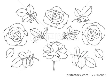 Rose Flowers and Leaves Sketch Rose Flowers and Leaves Sketch 77862846