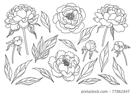 Peony Flowers, Buds and Leaves Sketch Peony Flowers, Buds and Leaves Sketch 77862847