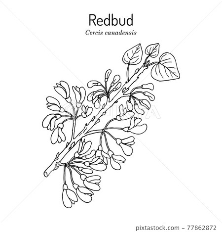 Eastern redbud Cercis canadensis , the official state tree of Oklahoma 77862872