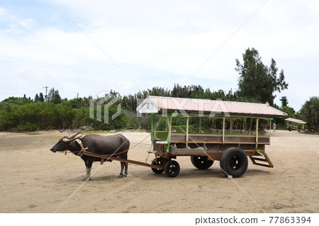 Yufu Island水牛車 Yufu Island水牛車 77863394