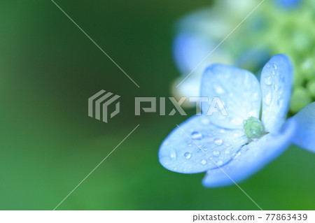 A lovely hydrangea with beautiful drops on the petals A lovely hydrangea with beautiful drops on the petals 77863439