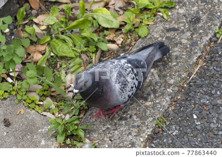 Pigeon eating rice Pigeon eating rice 77863440
