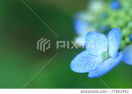 一朵可愛的繡球花,花瓣上有美麗的水滴 一朵可愛的繡球花,花瓣上有美麗的水滴 77863442