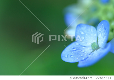 A lovely hydrangea with beautiful drops on the petals A lovely hydrangea with beautiful drops on the petals 77863444