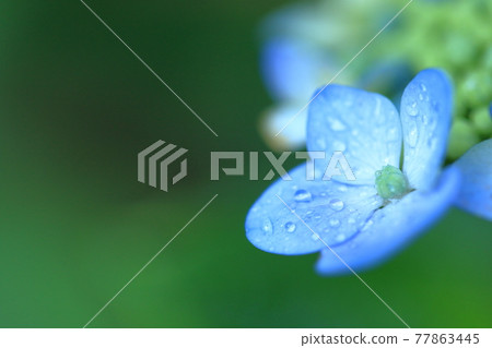 A lovely hydrangea with beautiful drops on the petals A lovely hydrangea with beautiful drops on the petals 77863445