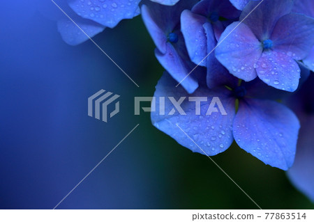 A lovely hydrangea with beautiful drops on the petals A lovely hydrangea with beautiful drops on the petals 77863514