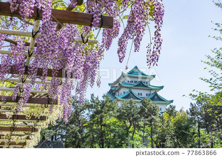 Meijo Park, Nagoya Castle without goldfish and wisteria in full bloom <Nagoya City, Aichi Prefecture> Meijo Park, Nagoya Castle without goldfish and wisteria in full bloom <Nagoya City, Aichi Prefecture> 77863866