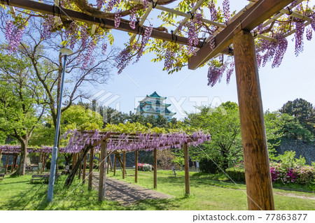 沒有盛開的金魚和紫藤花的名古屋城名城公園<愛知縣名古屋市> 77863877