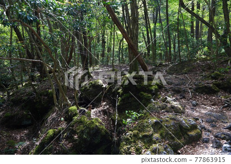 <Yamanashi> Fresh green Aokigahara Jukai <Yamanashi> Fresh green Aokigahara Jukai 77863915
