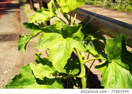 Tattooi Tattooi 77863944