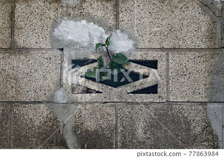 Vines crawling out of the wall Vines crawling out of the wall 77863984