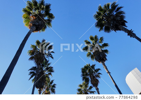 Palm trees on the premises of Stanford University Palm trees on the premises of Stanford University 77864298