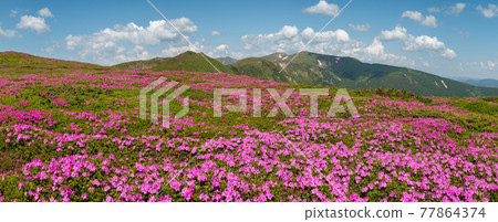 Blossoming slopes (rhododendron flowers) of Carpathian mountains. 77864374