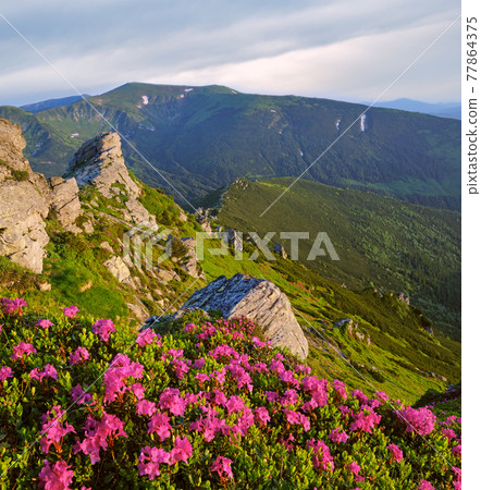Pink rose rhododendron flowers on morning summer mountain slope. 77864375
