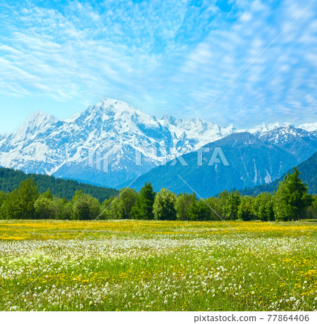 Spring dandelion mountain meadow Spring dandelion mountain meadow 77864406
