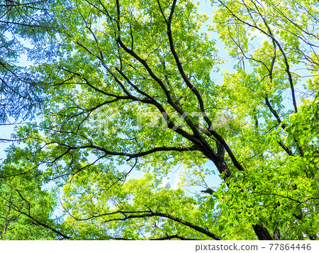 Fresh green forest landscape Fresh green forest landscape 77864446