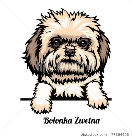 Bolonka Zwetna - dog breed. Color image of a dogs head isolated on a white background 77864466
