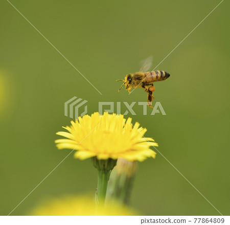 Bee on a wild flower, Patagonia 77864809