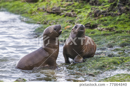 Sea Lion.Patagonia Argentina Sea Lion.Patagonia Argentina 77864840