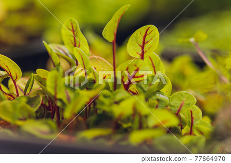 Red beetroot, fresh sprouts and young leaves front view . Vegetable, herb and microgreen. Also beet, table, garden or red beet. Macro photo with water drops. 77864970