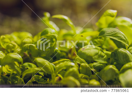 Sunflower microgreen sprouts closeup organic baby sunflower shoots. Sunflower microgreen sprouts closeup organic baby sunflower shoots. 77865061