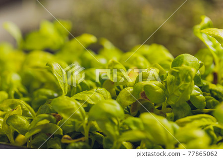 Sunflower microgreen sprouts closeup organic baby sunflower shoots. Sunflower microgreen sprouts closeup organic baby sunflower shoots. 77865062