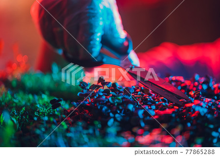 Men's hands cut the microgreens with scissors. Fresh juicy sprouts of radish at home. Vegan and healthy eating concept. Men's hands cut the microgreens with scissors. Fresh juicy sprouts of radish at home. Vegan and healthy eating concept. 77865288