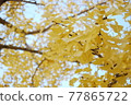 Ginkgo of Kyoto Gyoen 77865722