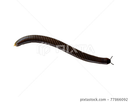 A photo of a millipede on a white background 77866092